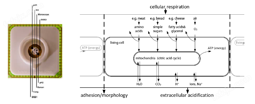 德国 灌流式多参数细胞/组织/类器官代谢分析仪IMOLA(图14)